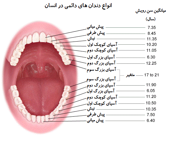 معرفی انواع دندان های دائمی