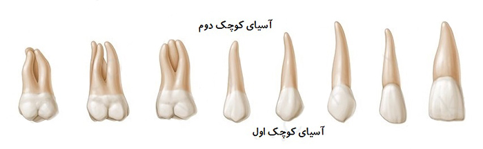 معرفی انواع دندان های دائمی